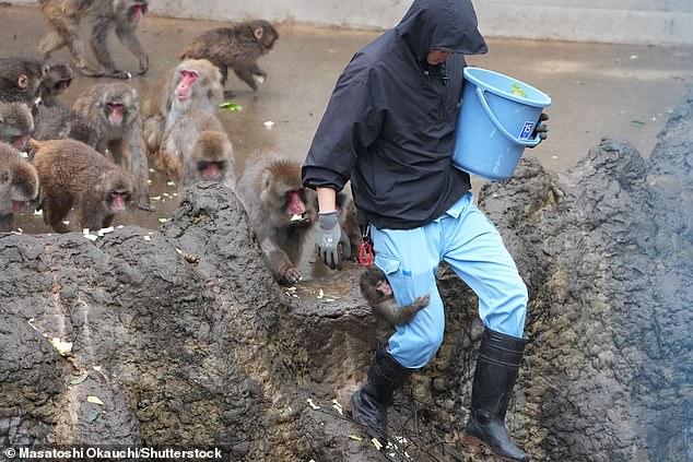 Orphaned Macaque Punch Shows Signs of Social Integration After Months with Plush Toy