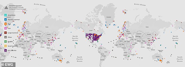 Toxic 'Forever' Chemicals in Wet Pet Foods Pose Cancer Risks to Dogs and Cats
