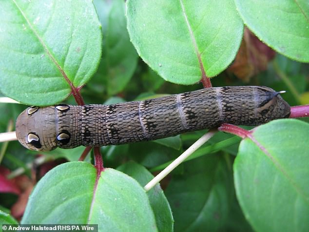 Embrace Caterpillar Damage to Save Moths, Urge Conservationists