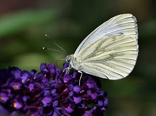 Embrace Caterpillar Damage to Save Moths, Urge Conservationists