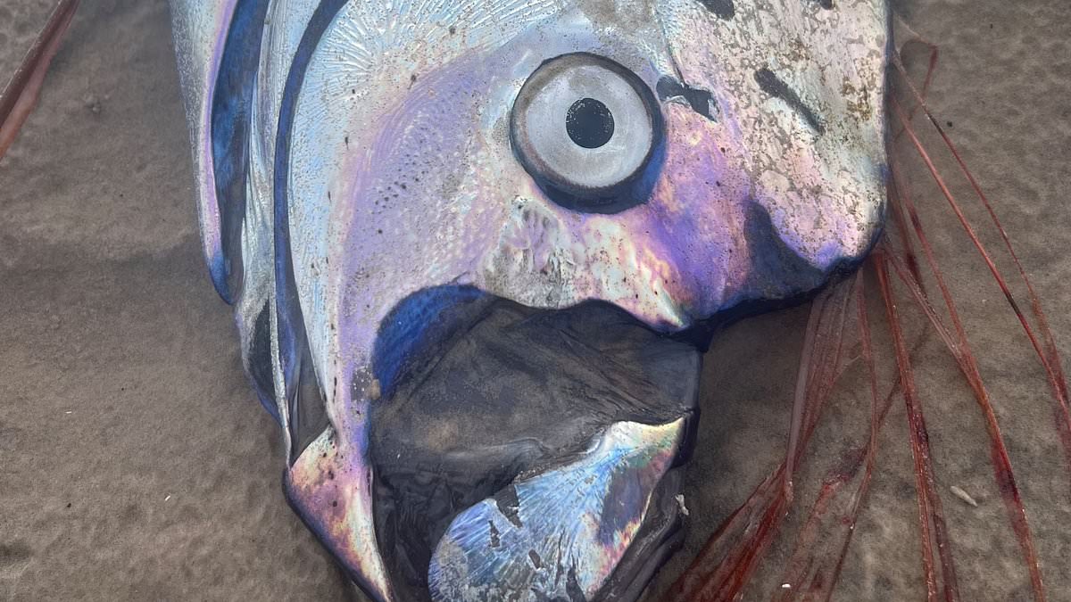 Doomsday Fish Wash Ashore in Mexico, Reigniting Ancient Fears
