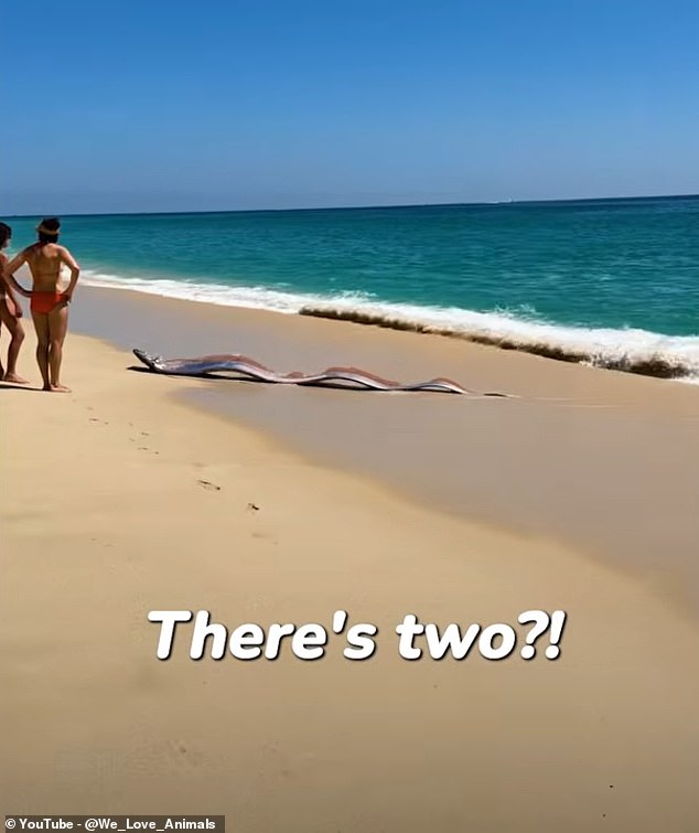 Doomsday Fish Wash Ashore in Mexico, Reigniting Ancient Fears