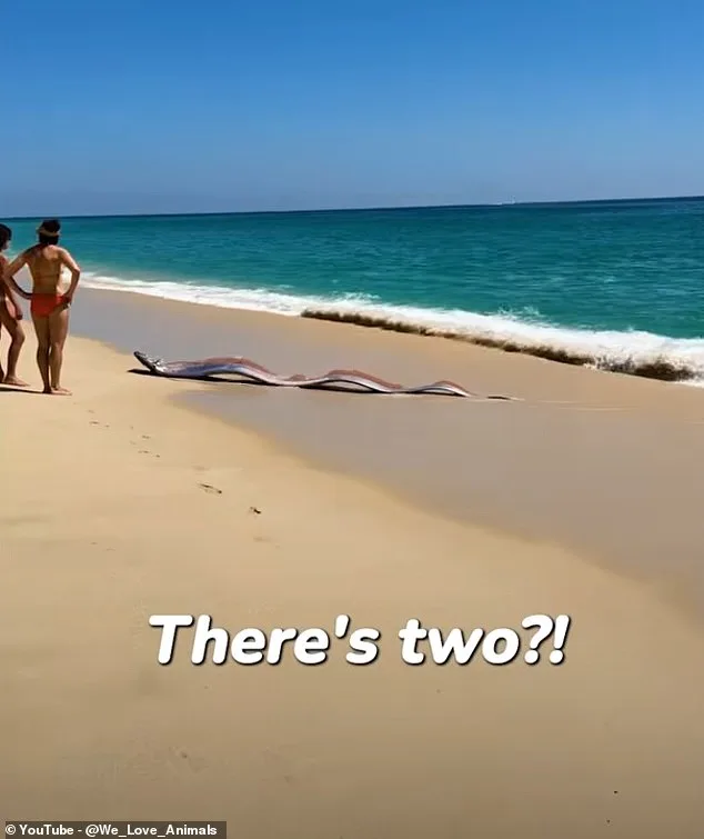 Doomsday Fish Wash Ashore in Mexico, Reigniting Ancient Fears