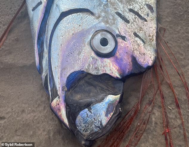 Doomsday Fish Wash Ashore in Mexico, Reigniting Ancient Fears