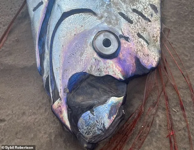 Doomsday Fish Wash Ashore in Mexico, Reigniting Ancient Fears