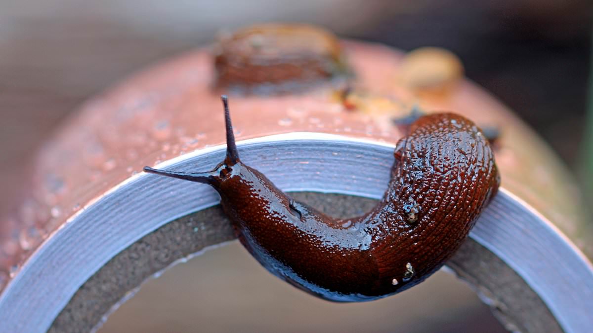 Britain's Gardens Braced for Slug Invasion as Wet Weather Threatens Repeat of 'Slugageddon