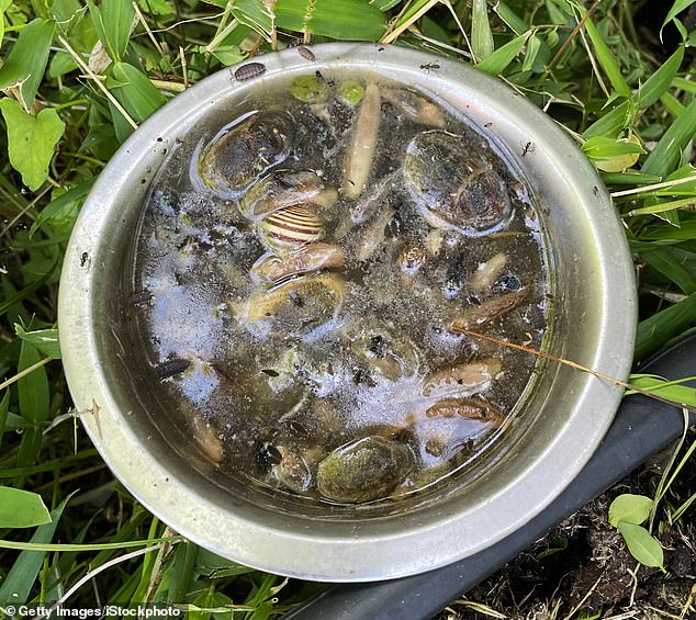 Britain's Gardens Braced for Slug Invasion as Wet Weather Threatens Repeat of 'Slugageddon