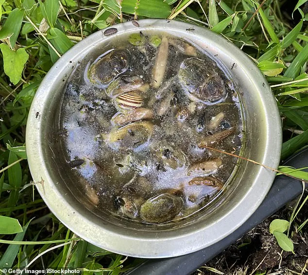 Britain's Gardens Braced for Slug Invasion as Wet Weather Threatens Repeat of 'Slugageddon