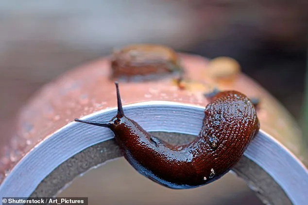 Britain's Gardens Braced for Slug Invasion as Wet Weather Threatens Repeat of 'Slugageddon