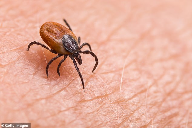 New Theory Links Lyme Disease Outbreak to Cold War Bioweapon Experiments, Says Biochemist