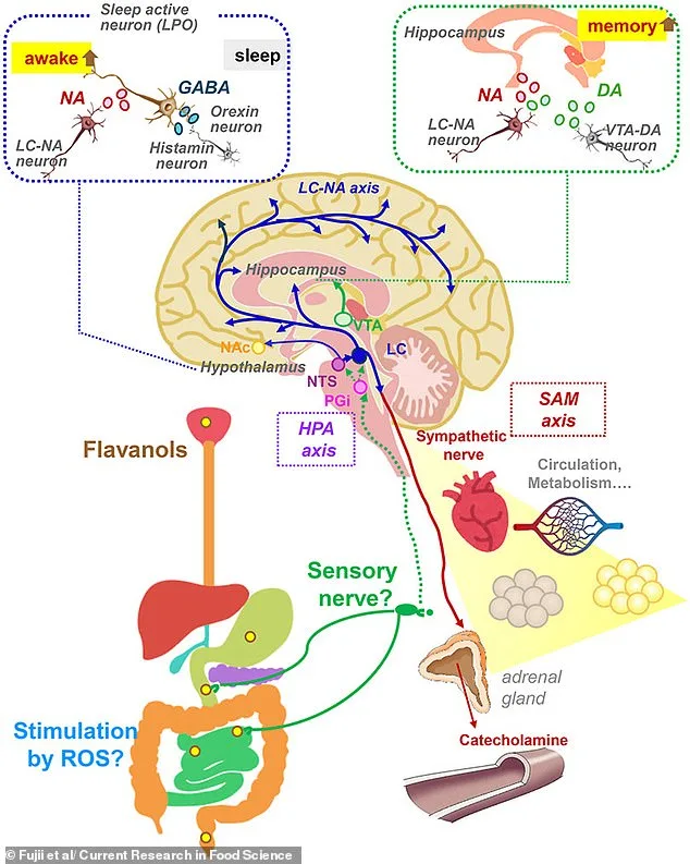 Flavanols in Red Wine and Chocolate May Enhance Cognitive Function, Study Suggests