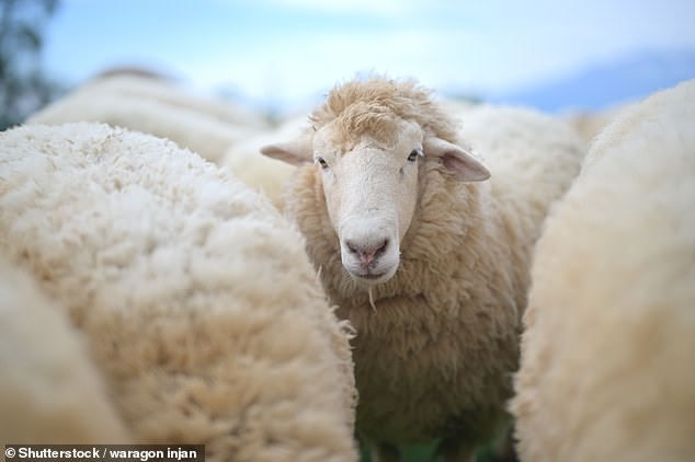 PETA Urges Oxford English Dictionary to Expand 'Wool' Definition to Include Plant-Based Alternatives
