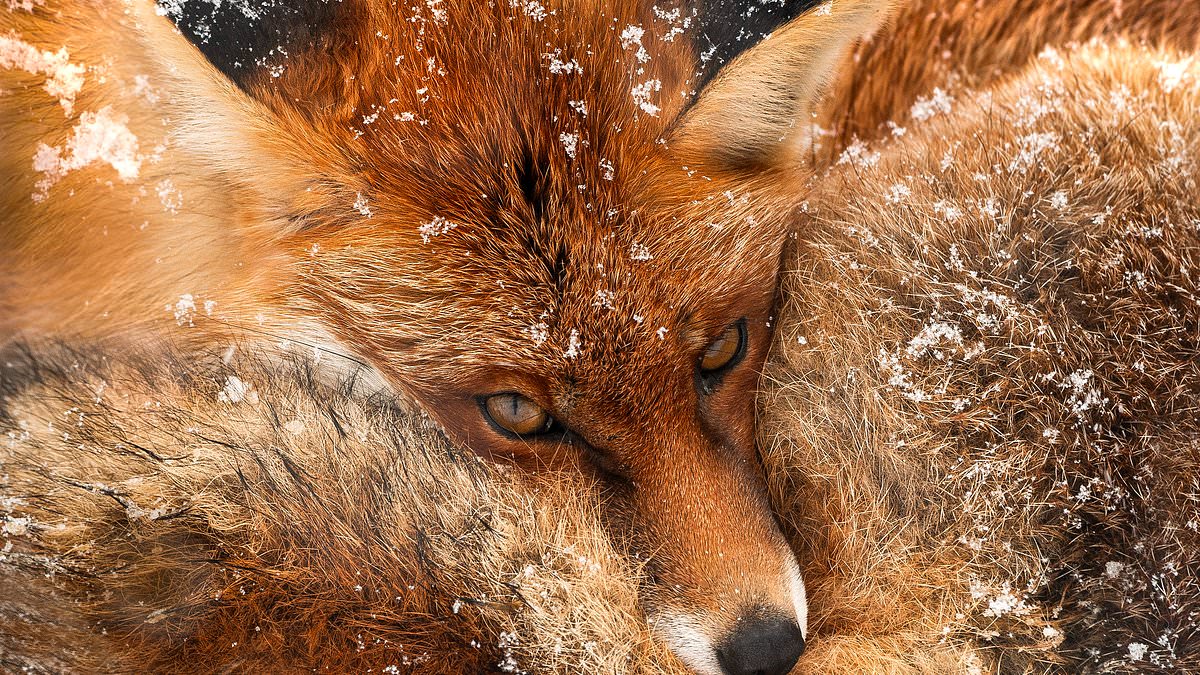 Chris Packham's 'More Beautiful Than You' Exhibition Combines Science and Art to Reveal Nature's Hidden Beauty