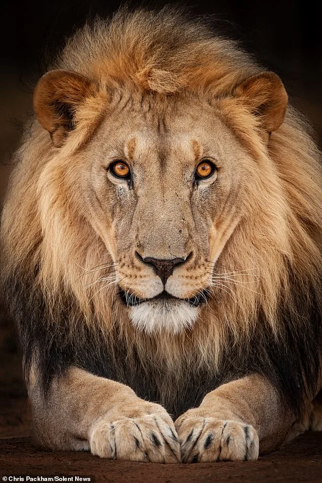 Chris Packham's 'More Beautiful Than You' Exhibition Combines Science and Art to Reveal Nature's Hidden Beauty