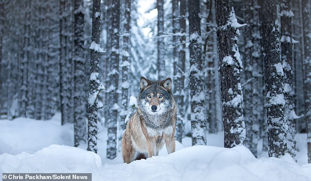 Chris Packham's 'More Beautiful Than You' Exhibition Combines Science and Art to Reveal Nature's Hidden Beauty