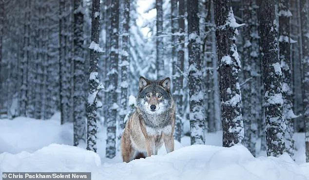 Chris Packham's 'More Beautiful Than You' Exhibition Combines Science and Art to Reveal Nature's Hidden Beauty