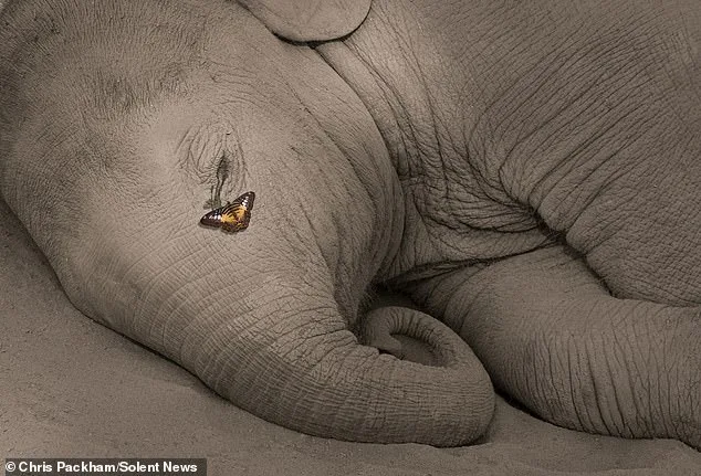 Chris Packham's 'More Beautiful Than You' Exhibition Combines Science and Art to Reveal Nature's Hidden Beauty