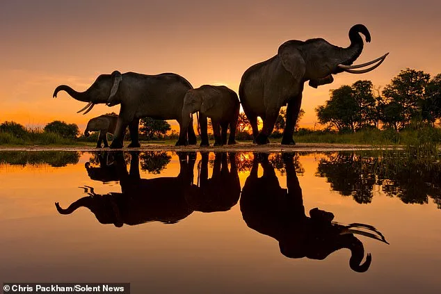 Chris Packham's 'More Beautiful Than You' Exhibition Combines Science and Art to Reveal Nature's Hidden Beauty