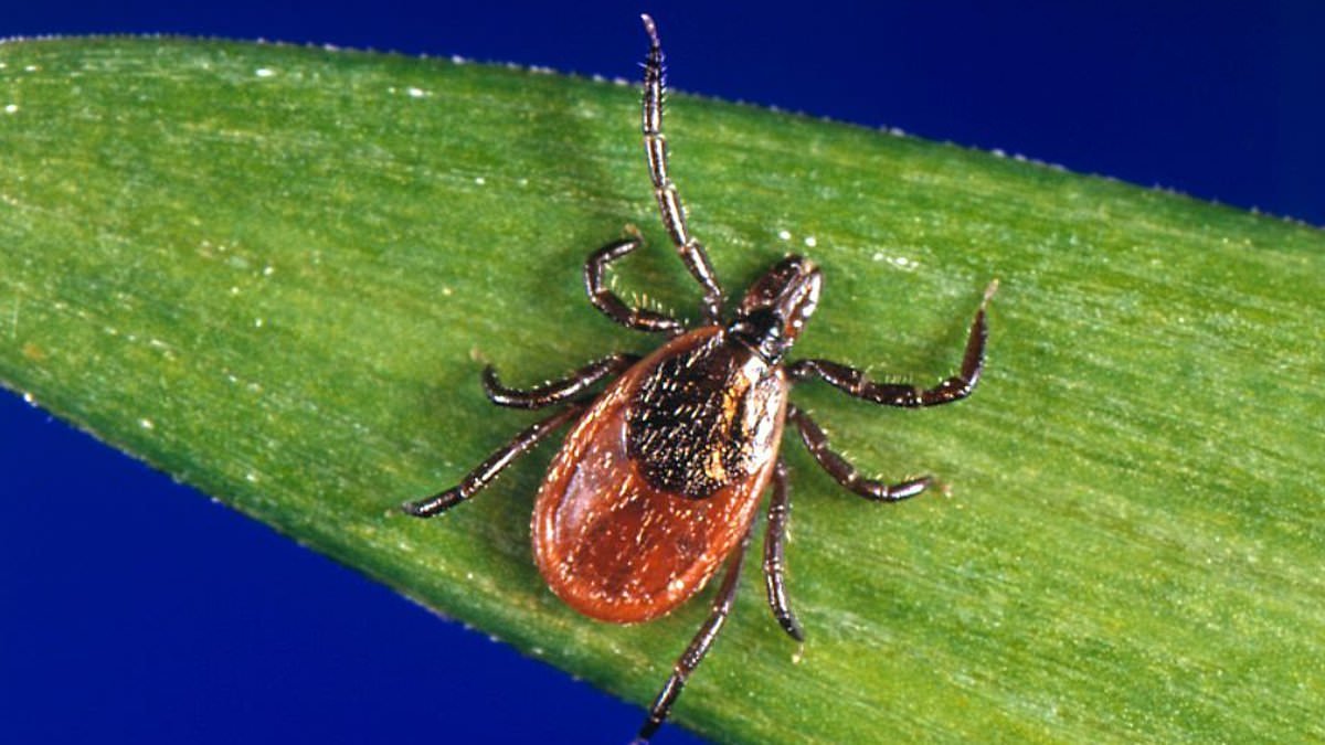 Nine-Year Study Reveals Alarming Surge in Tick-Borne Babesia Infections Exceeding Lyme Disease Risks