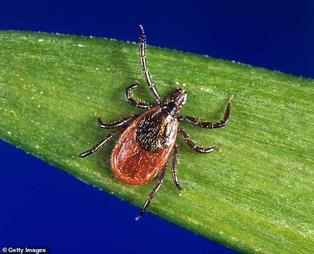 Nine-Year Study Reveals Alarming Surge in Tick-Borne Babesia Infections Exceeding Lyme Disease Risks