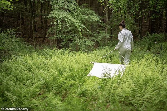 Nine-Year Study Reveals Alarming Surge in Tick-Borne Babesia Infections Exceeding Lyme Disease Risks