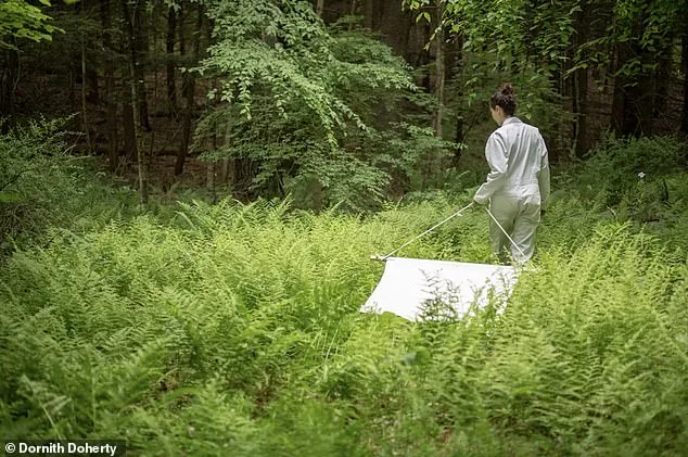 Nine-Year Study Reveals Alarming Surge in Tick-Borne Babesia Infections Exceeding Lyme Disease Risks