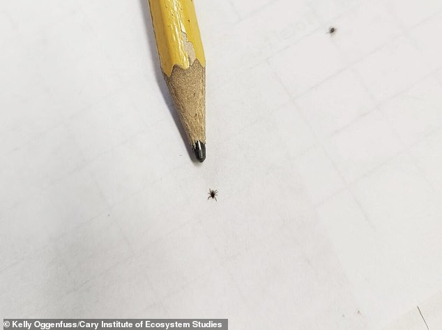 Nine-Year Study Reveals Alarming Surge in Tick-Borne Babesia Infections Exceeding Lyme Disease Risks