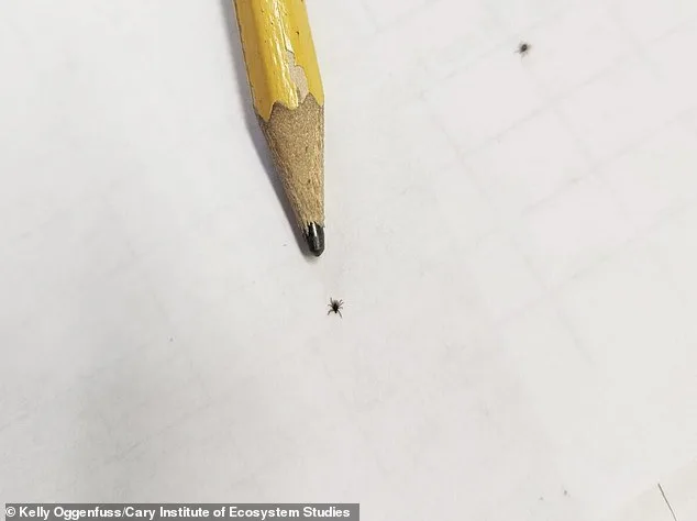 Nine-Year Study Reveals Alarming Surge in Tick-Borne Babesia Infections Exceeding Lyme Disease Risks