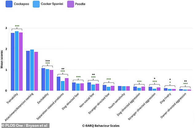 Cockapoos Face Higher Behavioral Risks, Study Reveals