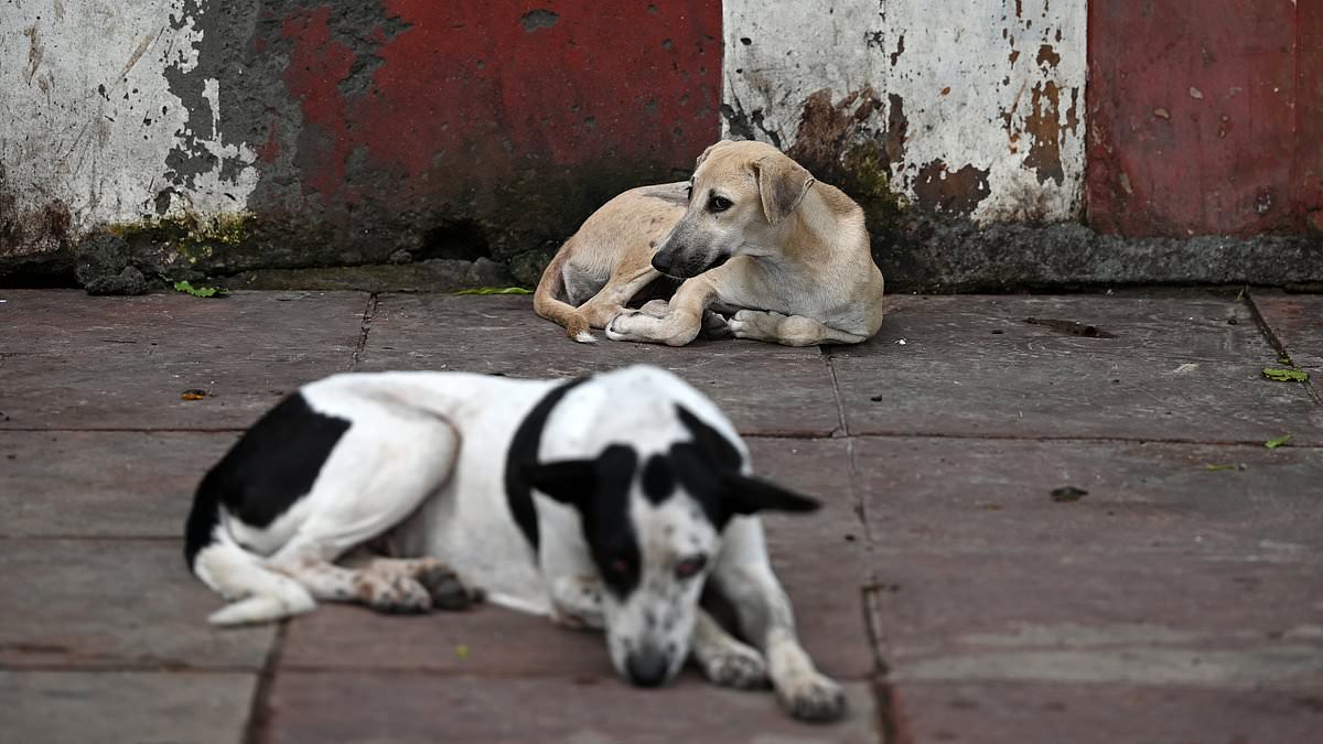 India's Supreme Court Stray Dog Policy Sparks Debate Over Health Risks and Ecological Impact