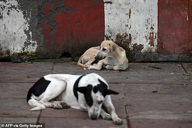 India's Supreme Court Stray Dog Policy Sparks Debate Over Health Risks and Ecological Impact