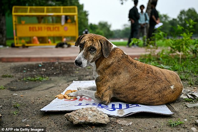 India's Supreme Court Stray Dog Policy Sparks Debate Over Health Risks and Ecological Impact