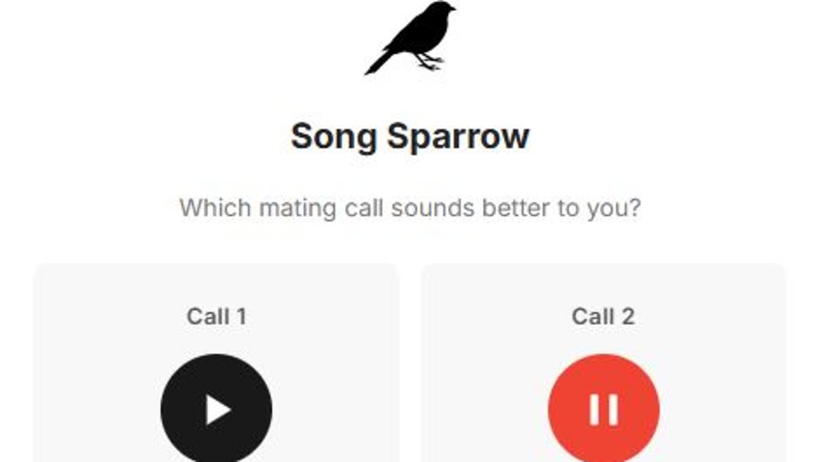 Listen to the Wild: A Quiz Reveals Nature's Hidden Symphony
