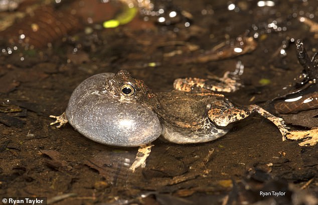 Listen to the Wild: A Quiz Reveals Nature's Hidden Symphony