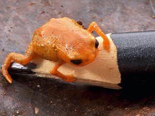 Listen to the Wild: A Quiz Reveals Nature's Hidden Symphony