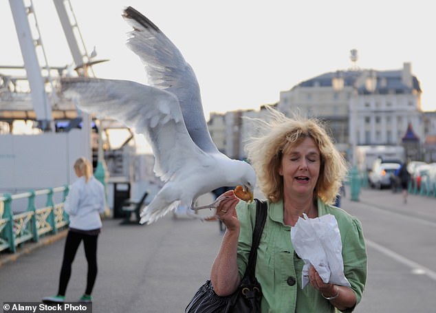 University of Exeter study shows googly eyes can outwit seagulls—here's how