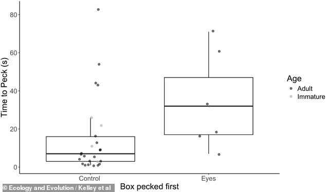 University of Exeter study shows googly eyes can outwit seagulls—here's how