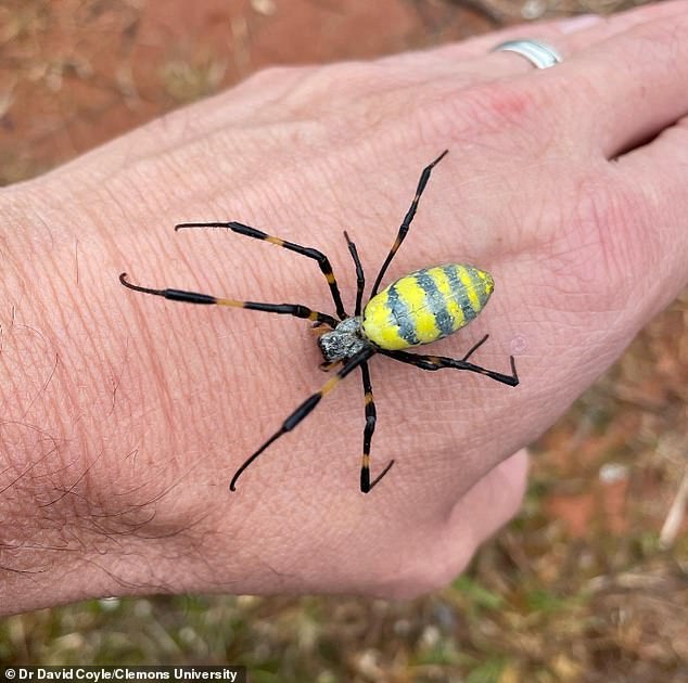 Venomous Joro Spiders Spread Across U.S. Using Ballooning Technique