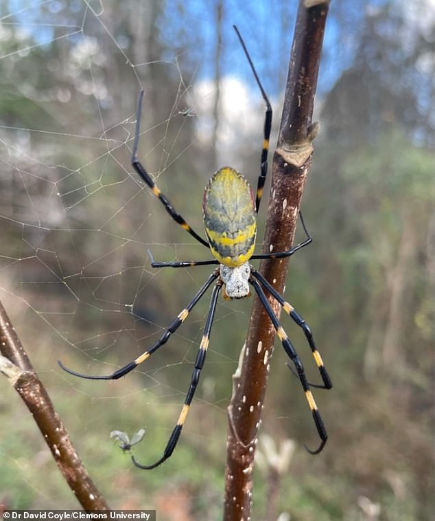 Venomous Joro Spiders Spread Across U.S. Using Ballooning Technique