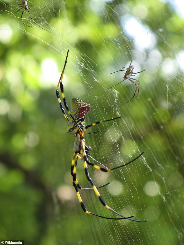 Venomous Joro Spiders Spread Across U.S. Using Ballooning Technique