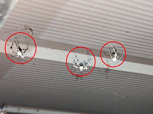 Venomous Joro Spiders Spread Across U.S. Using Ballooning Technique