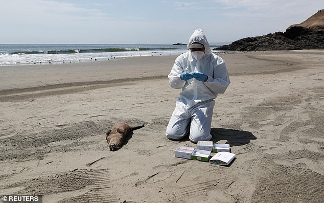 First-Ever Bird Flu Cases in Marine Mammals in California Raise Mutation Concerns