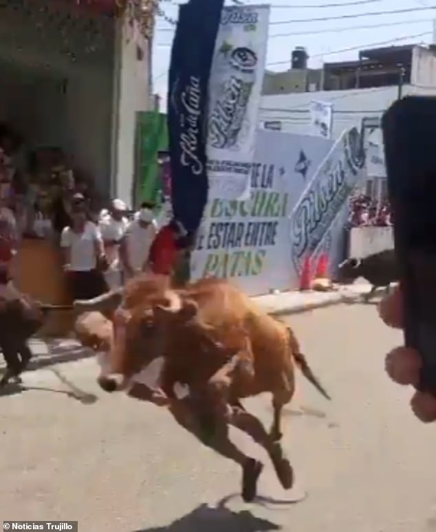 Miraculous Survival as Bull Attack Leaves Man Motionless at Peruvian Festival