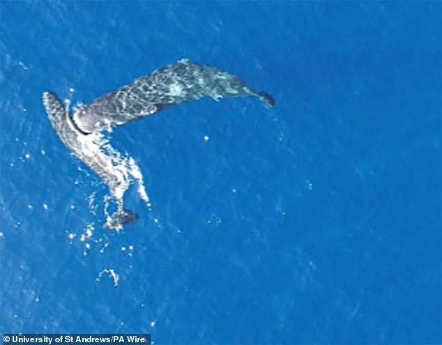 Sperm Whales' Violent Headbutting Confirmed by Groundbreaking Study