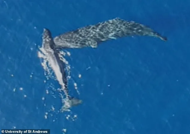 Sperm Whales' Violent Headbutting Confirmed by Groundbreaking Study