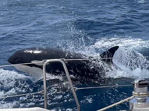 Sperm Whales' Violent Headbutting Confirmed by Groundbreaking Study