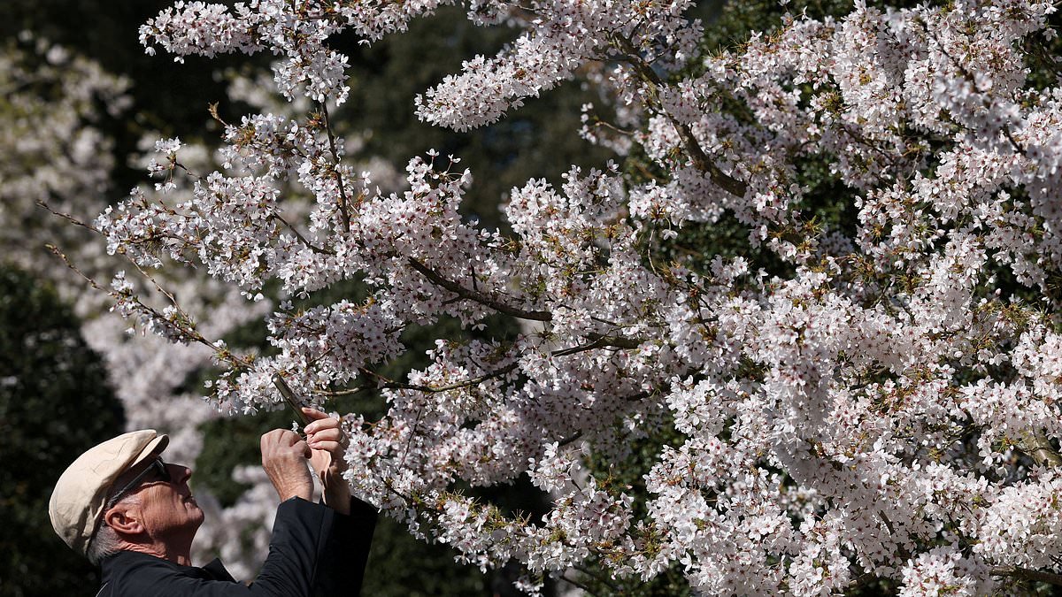 Cherry Blossoms Thrive in UK's Weather Whiplash
