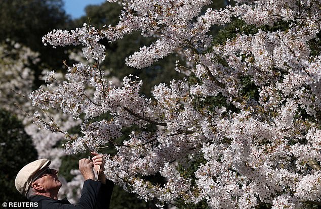 Cherry Blossoms Thrive in UK's Weather Whiplash