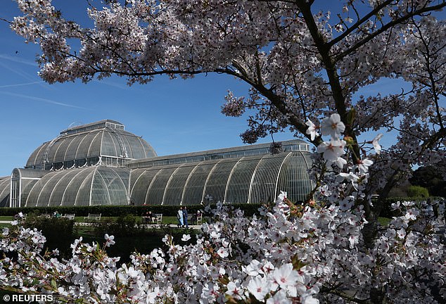 Cherry Blossoms Thrive in UK's Weather Whiplash