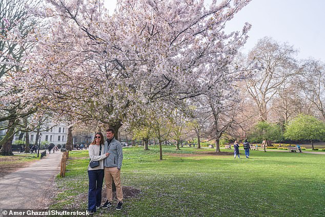 Cherry Blossoms Thrive in UK's Weather Whiplash